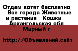 Отдам котят бесплатно  - Все города Животные и растения » Кошки   . Архангельская обл.,Мирный г.